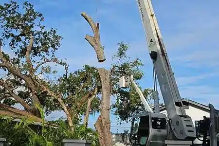 crane-assisted tree removal