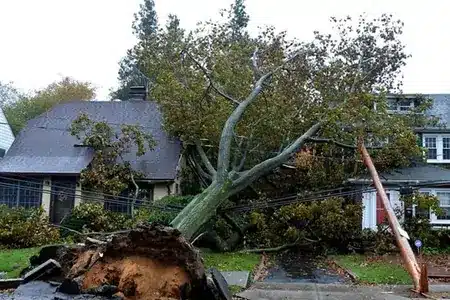 emergency tree removal_small