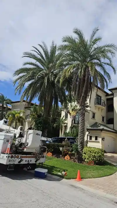 Palm trees and truck in front of property