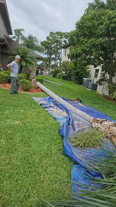 Felled palm tree