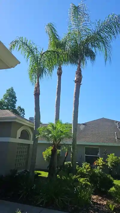 Three trimmed palm trees