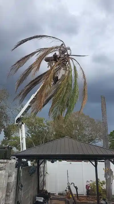 Palm tree removal storm work