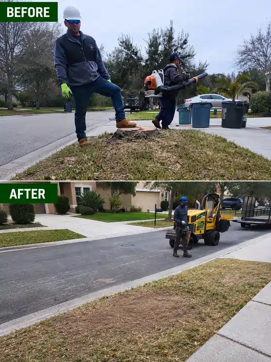 stump grinding before and after