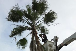 DY TREE PALM D&Y Tree Services trimming a palm tree in Tampa, FL
